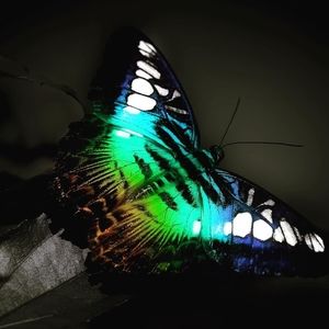 Meet your Posher, Jasmin